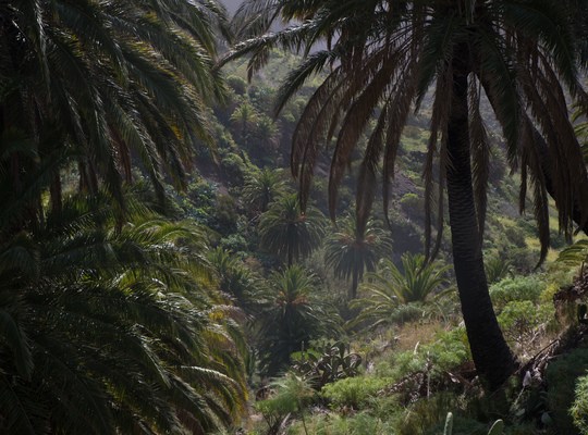 La jungle du coté de Masca 