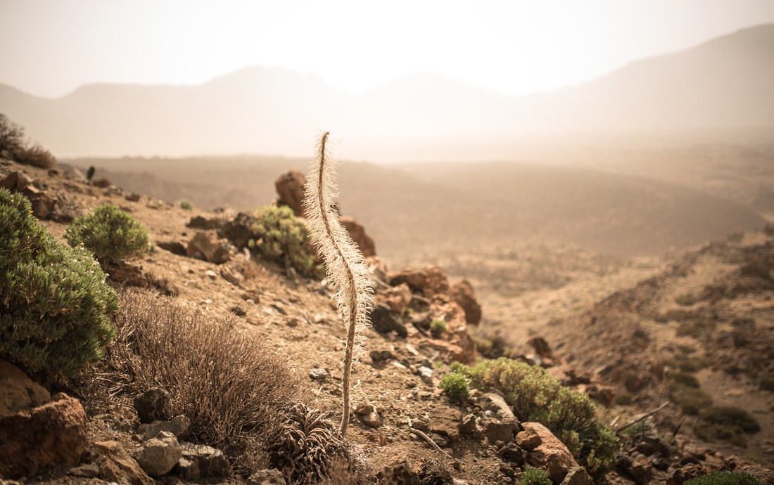 Végétation désertique du Teide 