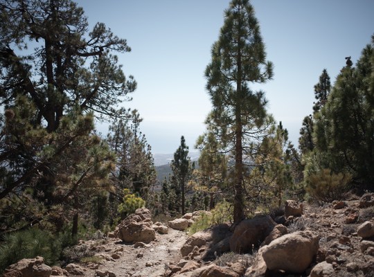 Foret de pins au coeur du Teide 