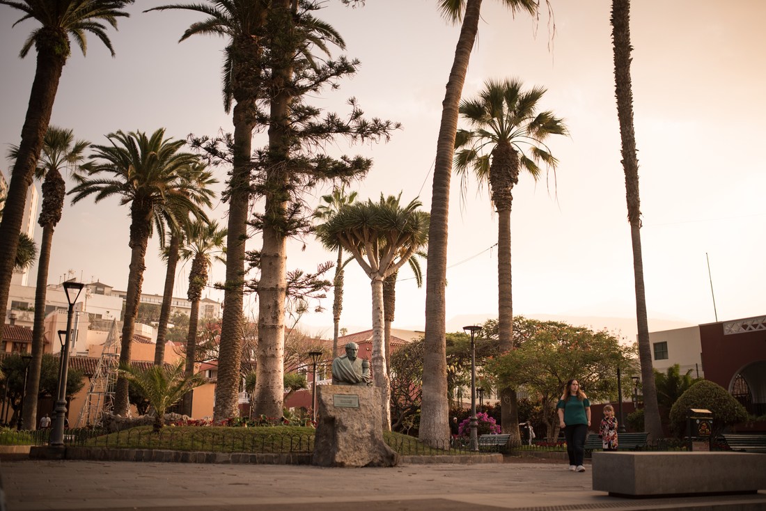 Palmiers à la Orotava, Tenerife