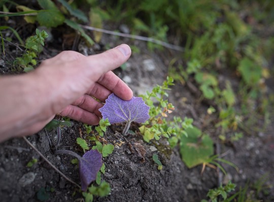 L'étrange couleur bleue des plantes de Ténérife