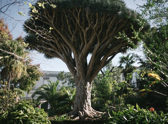 Dragonnier, l'arbre symbole des Canaries 